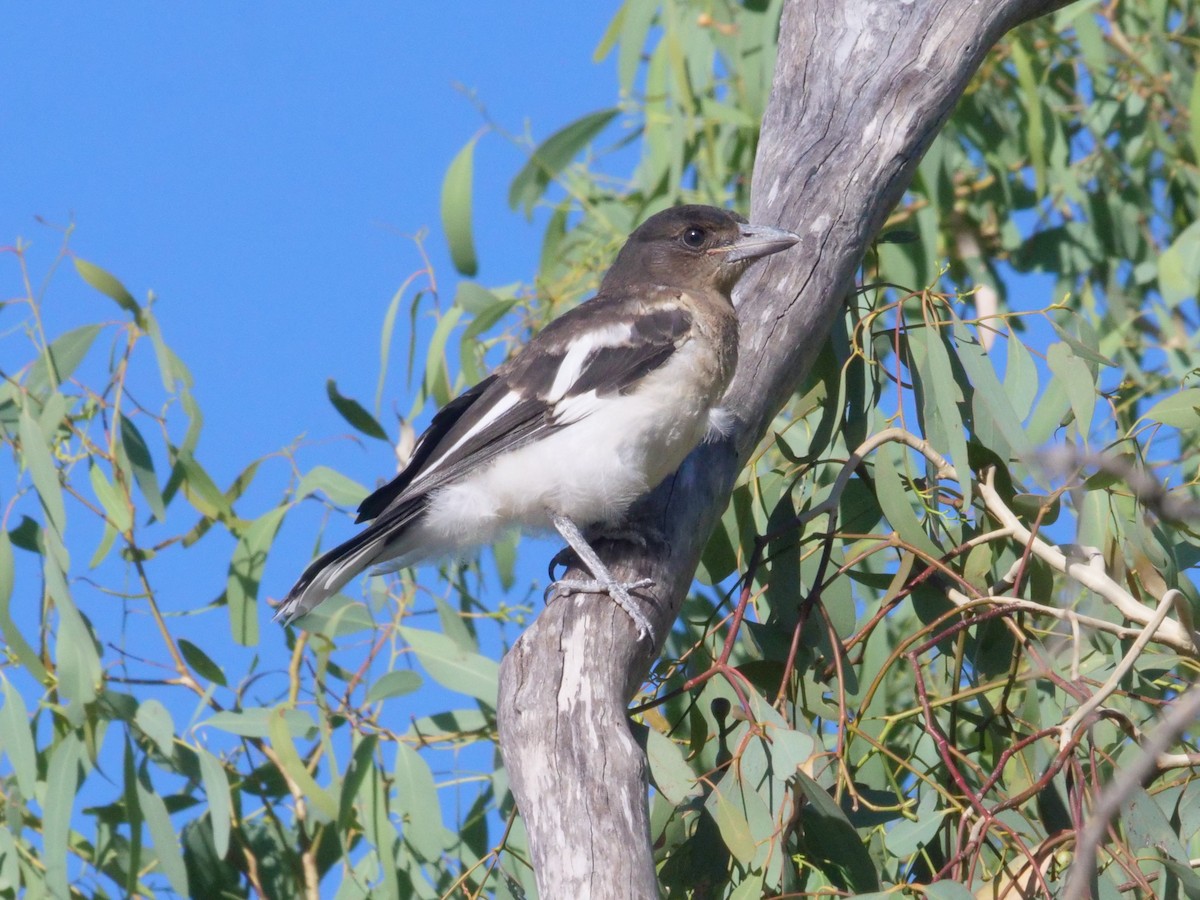 Pied Butcherbird - ML647819555