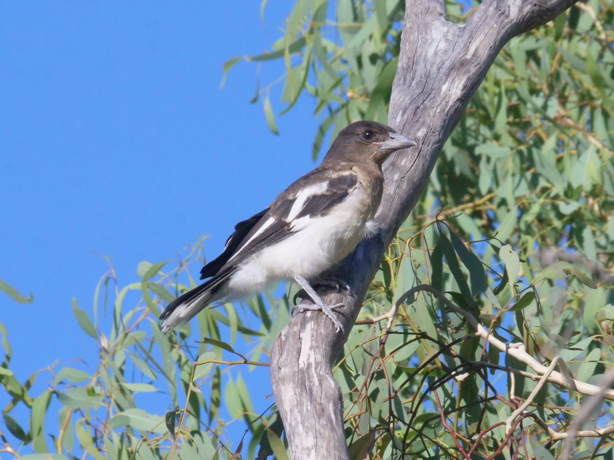 Pied Butcherbird - ML647819556