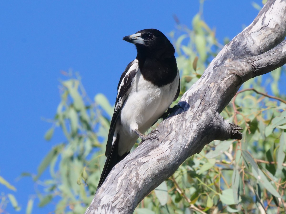 Pied Butcherbird - ML647819557