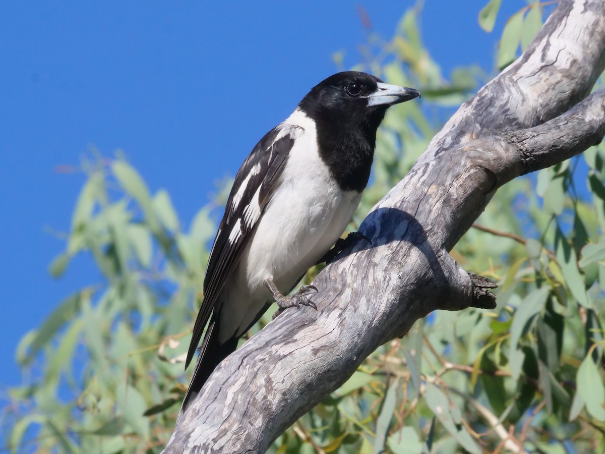 Pied Butcherbird - ML647819558