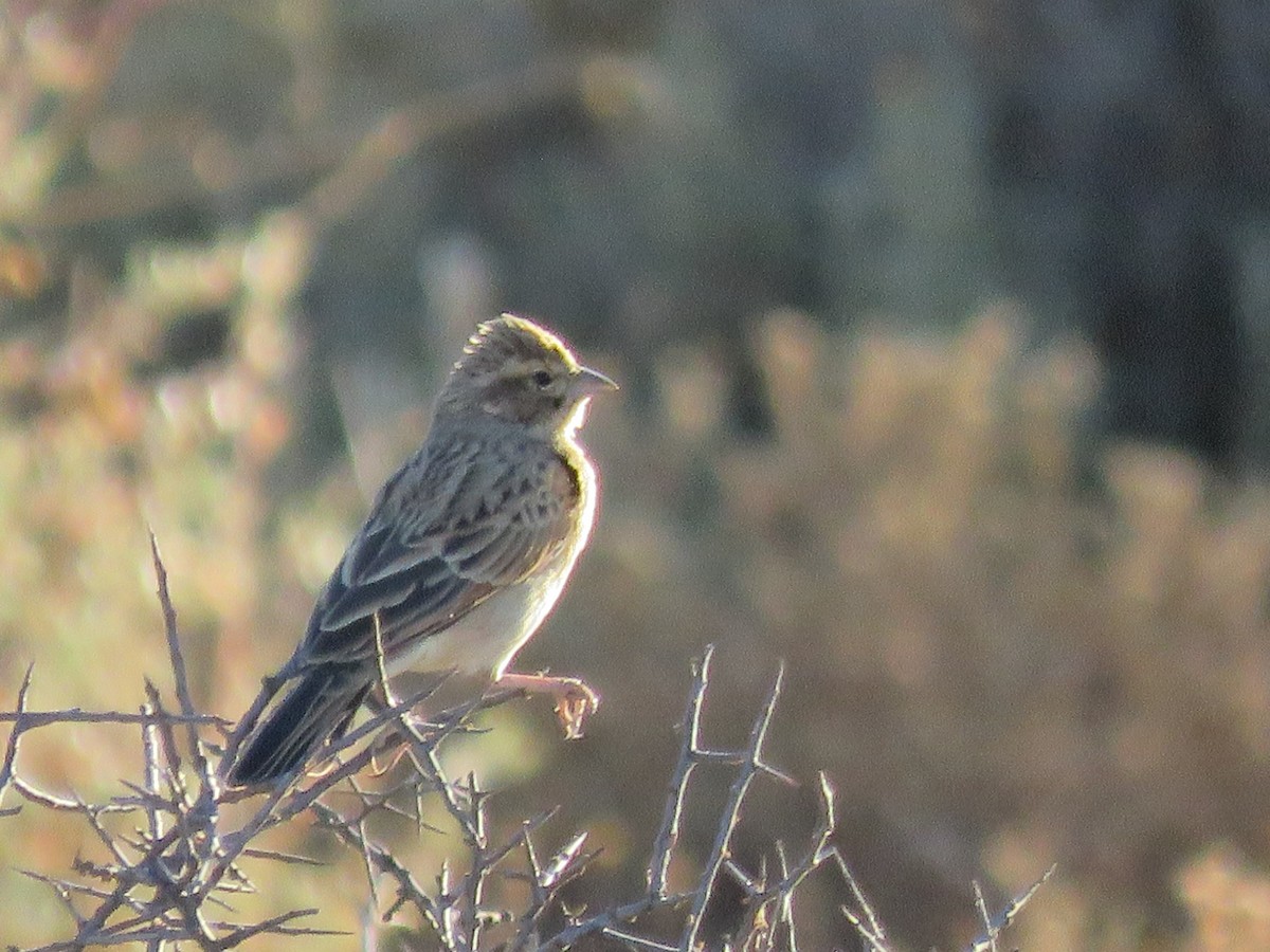Lark-like Bunting - ML647819559
