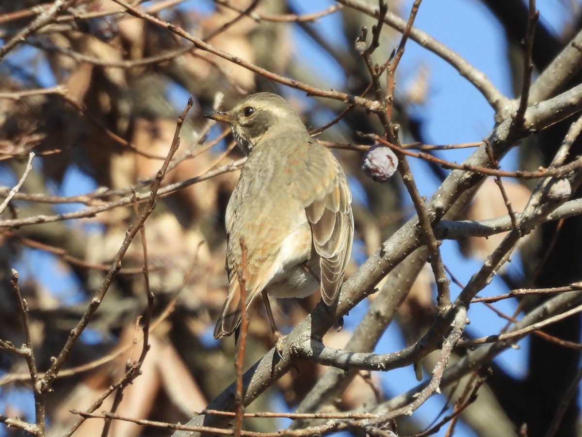 Naumann's Thrush - ML647819561