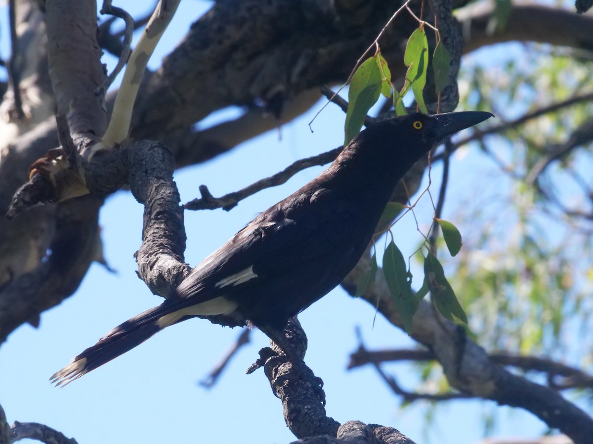 Pied Currawong - ML647819562