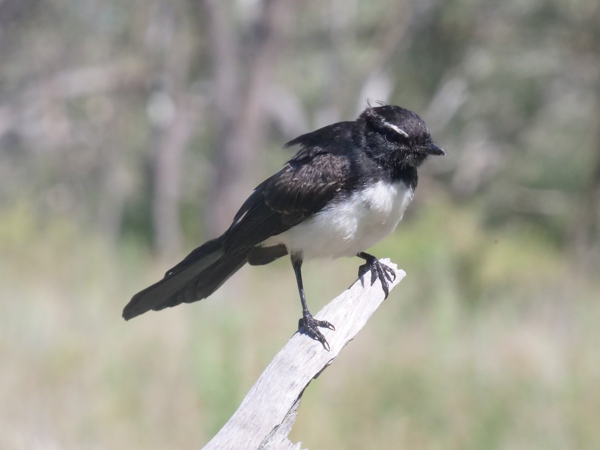 Willie-wagtail - ML647819564