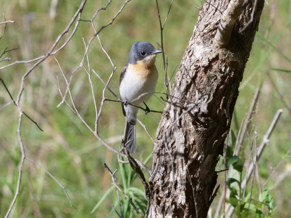 Leaden Flycatcher - ML647819565