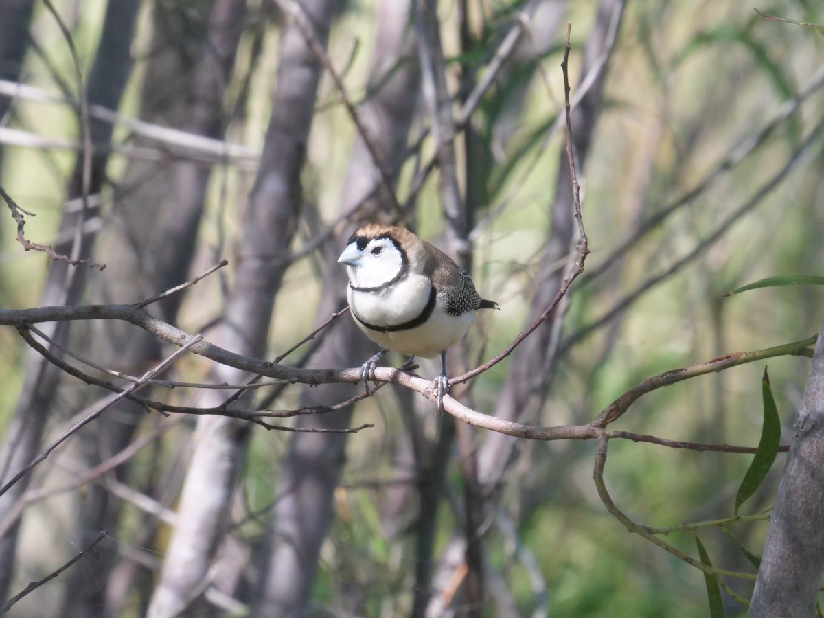 Double-barred Finch - ML647819566