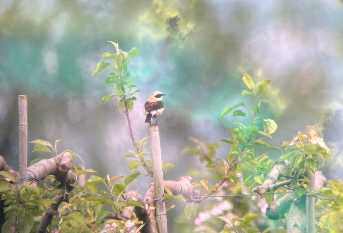 Western Black-eared Wheatear - ML647819567