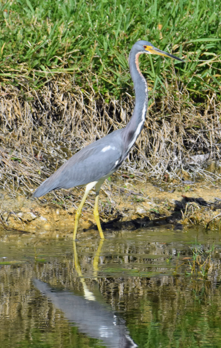 Tricolored Heron - ML647819568