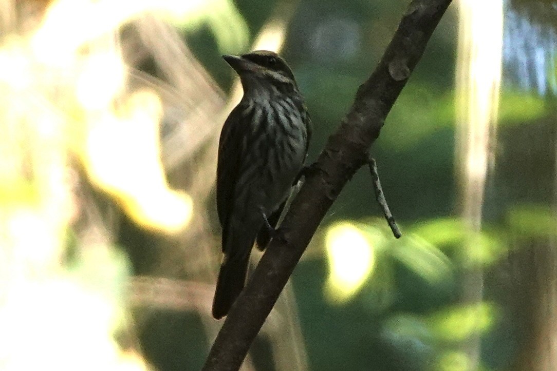 Streaked Flycatcher - ML647819569