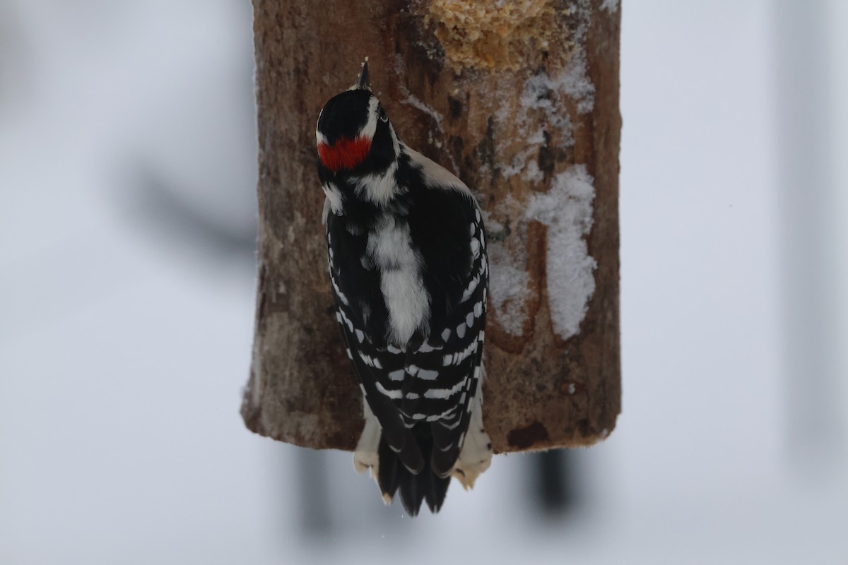 Downy Woodpecker - ML647819570