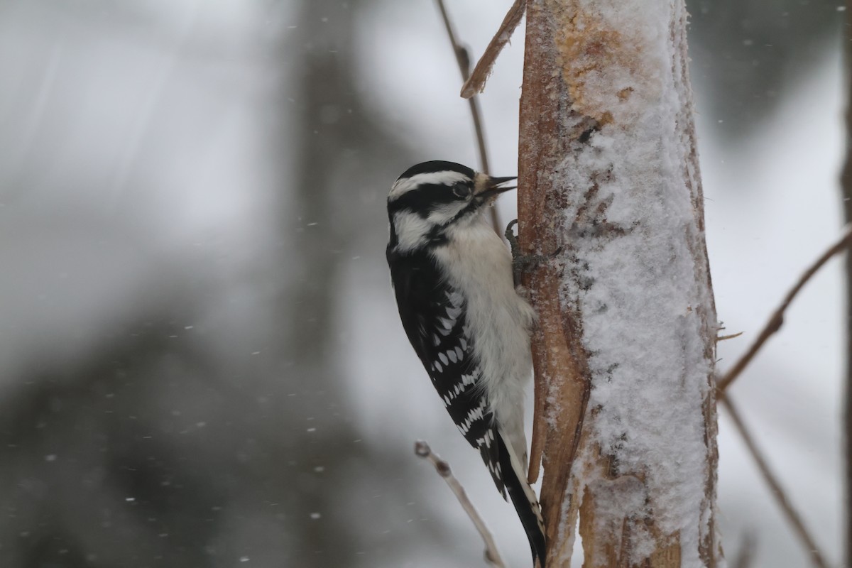 Downy Woodpecker - ML647819571