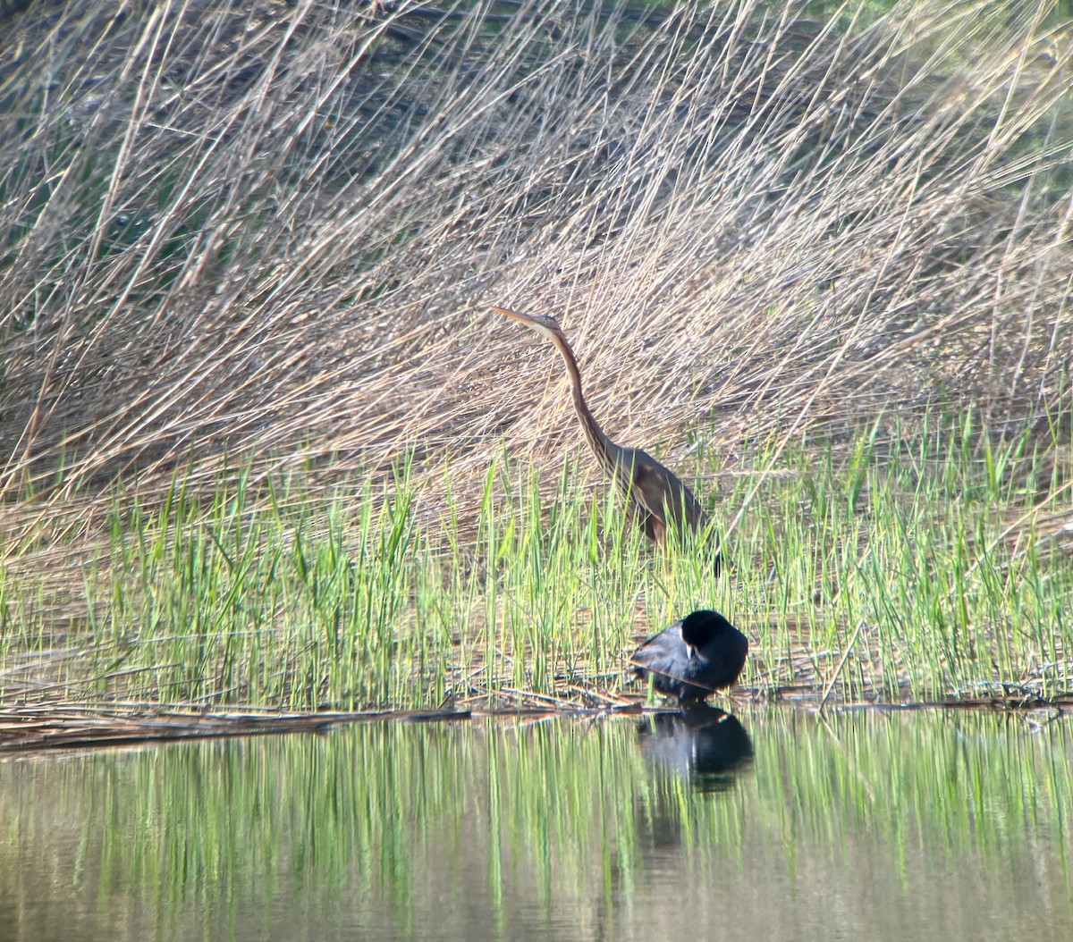 Purple Heron - ML647819572