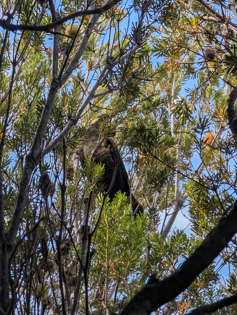 Yellow-tailed Black-Cockatoo - ML647819573