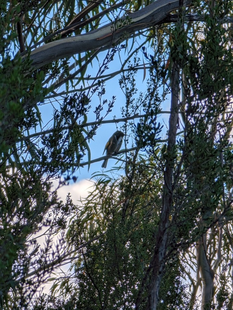 Crescent Honeyeater - ML647819575