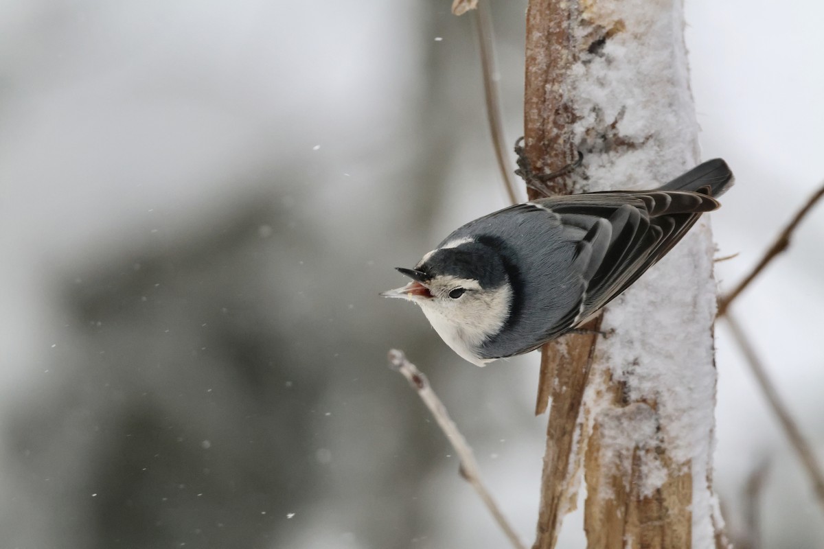 White-breasted Nuthatch - ML647819576