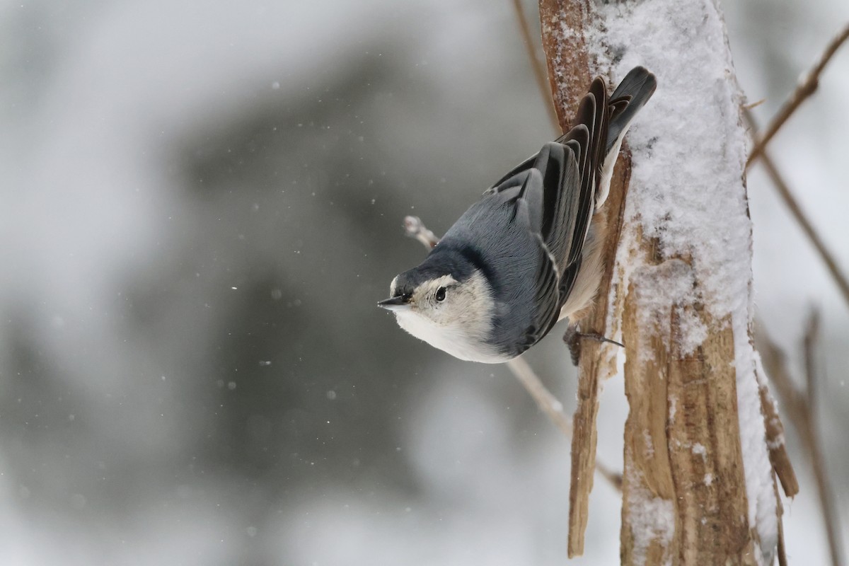 White-breasted Nuthatch - ML647819577