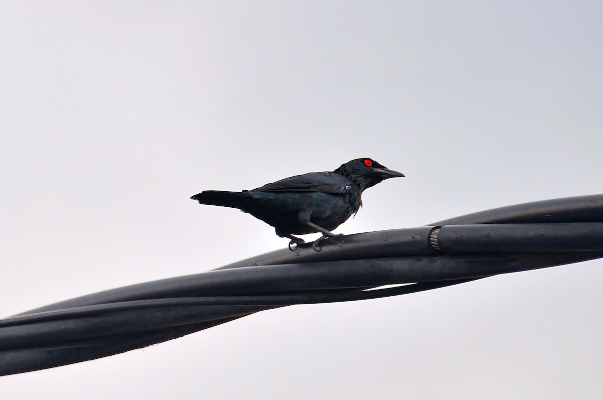 Asian Glossy Starling - ML647819578