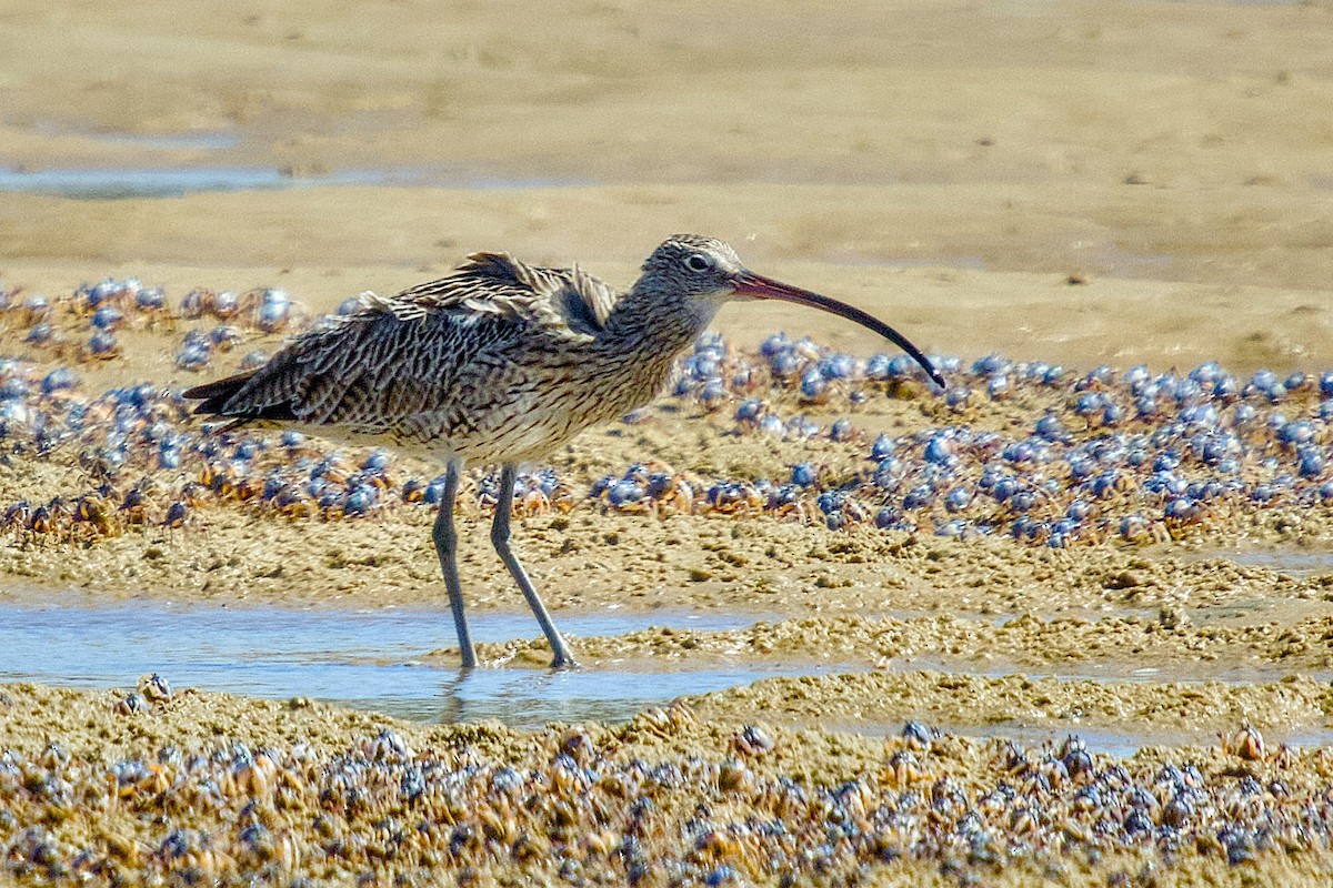 Far Eastern Curlew - ML647819581