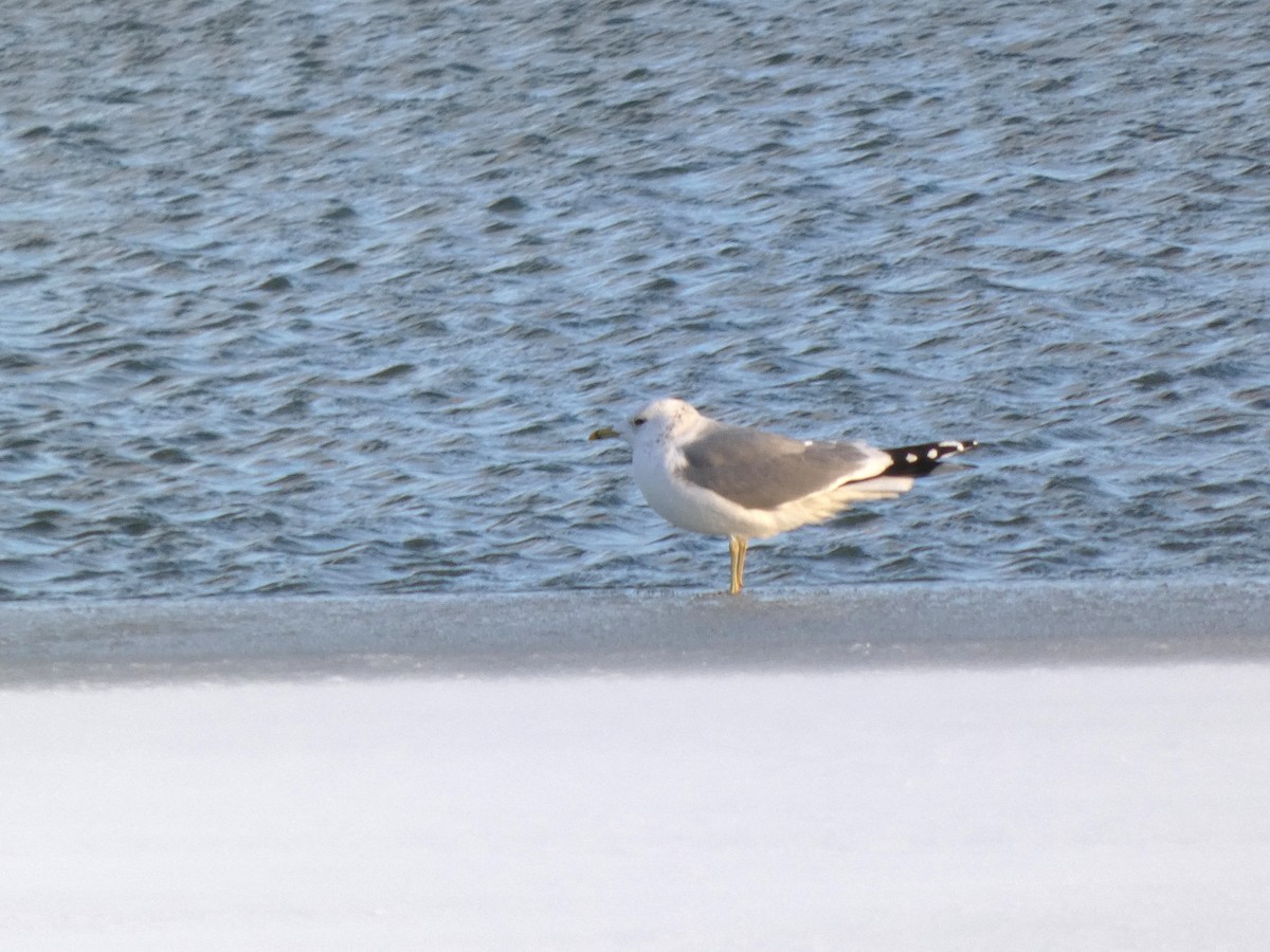 Common Gull - ML647819582
