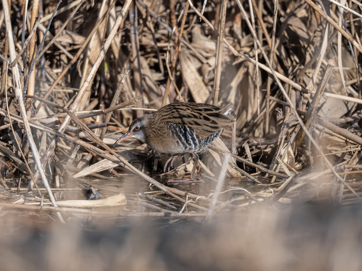 Brown-cheeked Rail - ML647819583