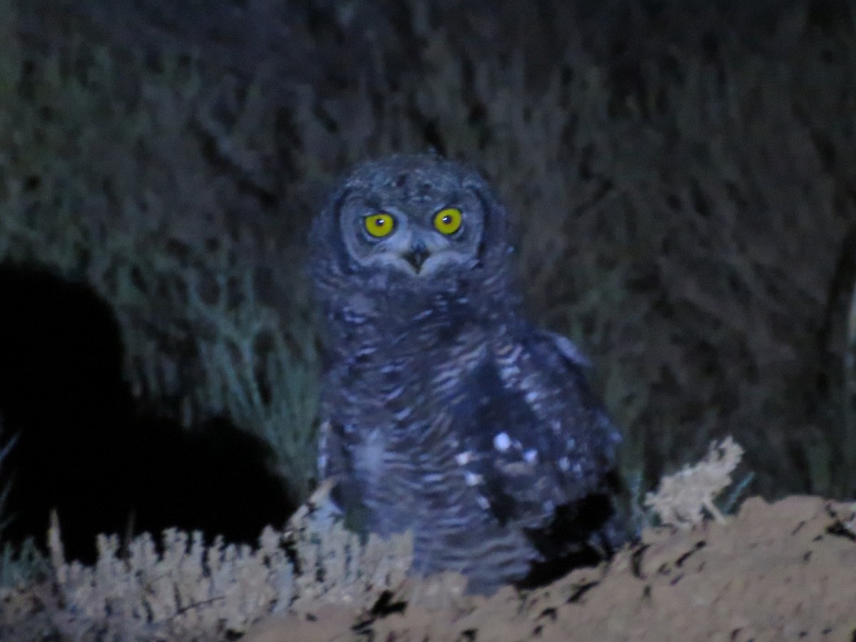 Spotted Eagle-Owl - ML647819584