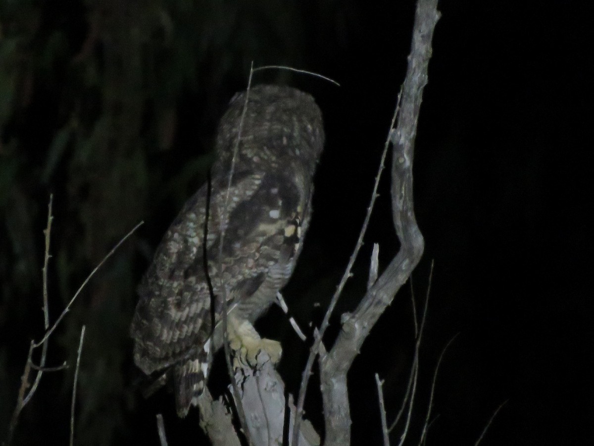 Spotted Eagle-Owl - ML647819585