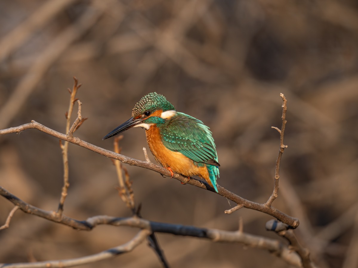 Common Kingfisher - ML647819586