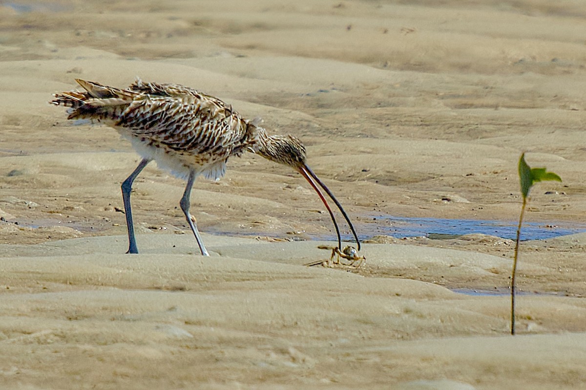 Far Eastern Curlew - ML647819588