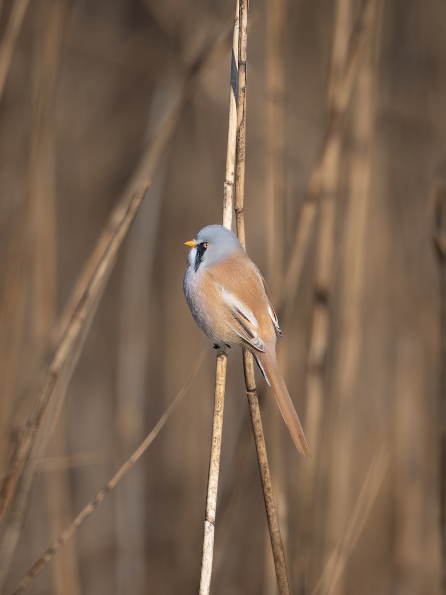 Bearded Reedling - ML647819589