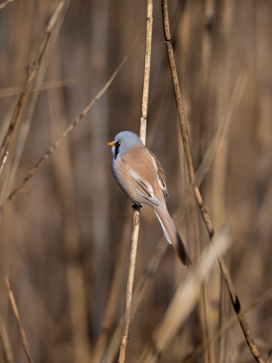 Bearded Reedling - ML647819590