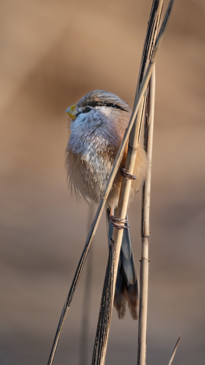 Reed Parrotbill - ML647819591