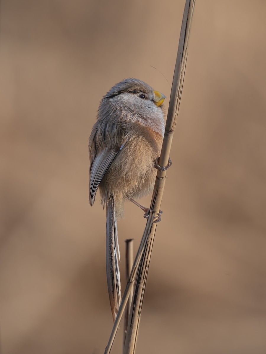 Reed Parrotbill - ML647819592