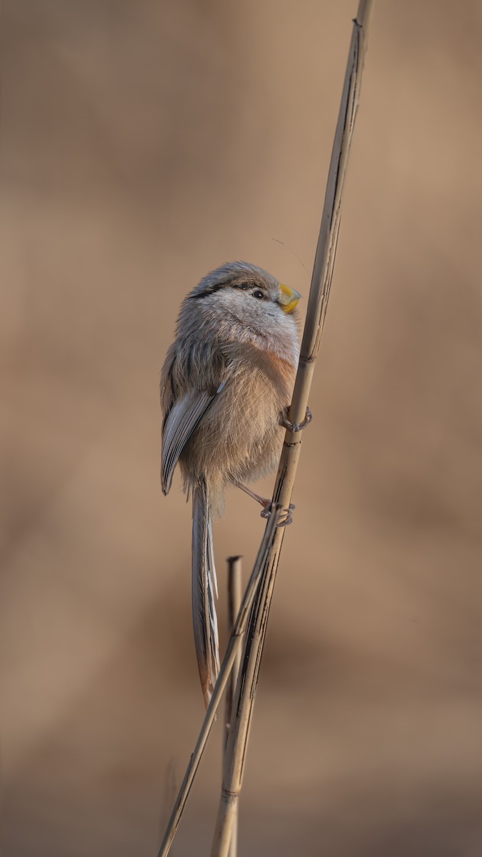 Reed Parrotbill - ML647819593