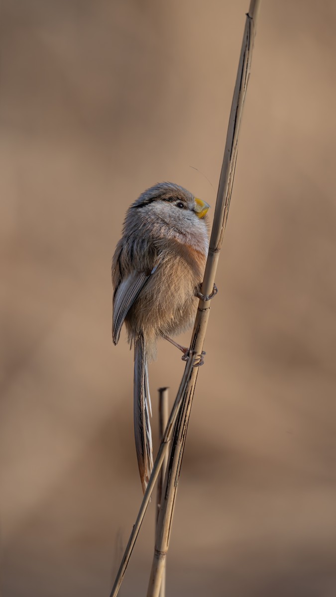 Reed Parrotbill - ML647819594