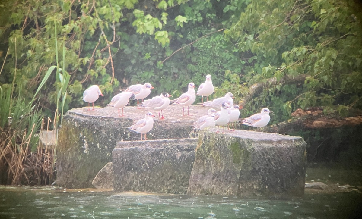 Mediterranean Gull - ML647819595