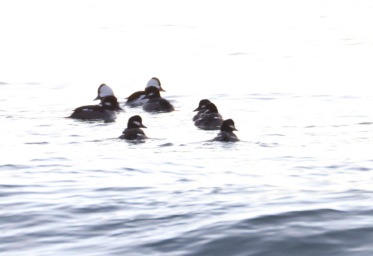 Гоголь-головастик - ML647819600