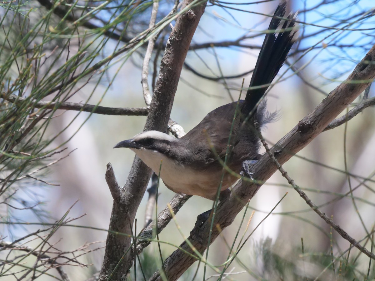 gråkronelarmtrost - ML647819689