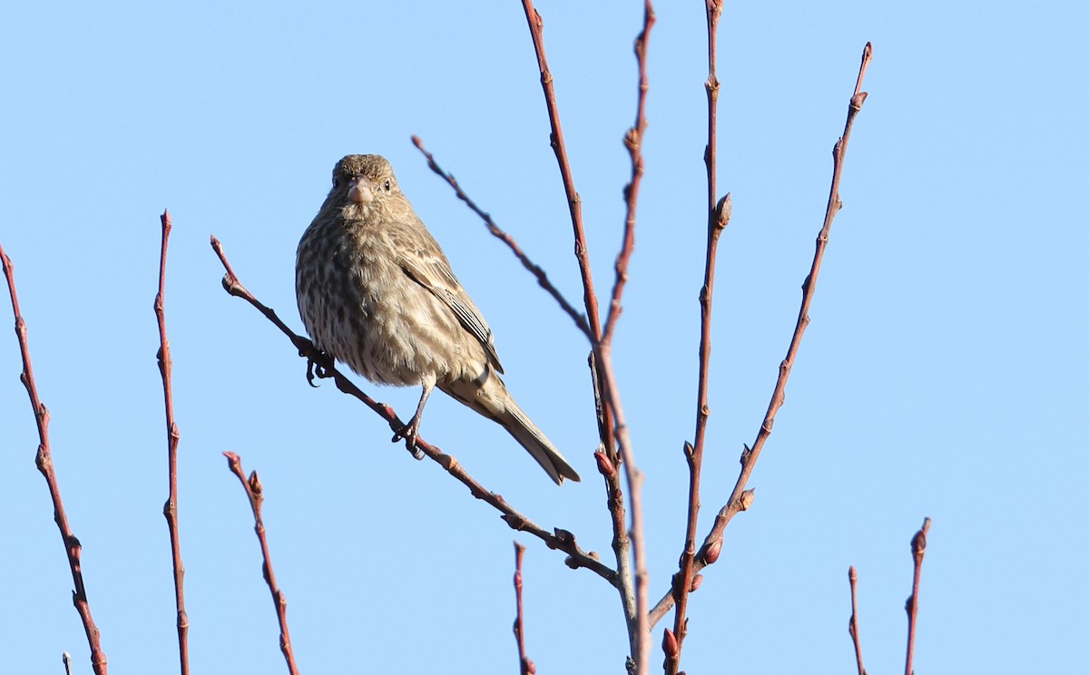 Чечевиця садова - ML647819699