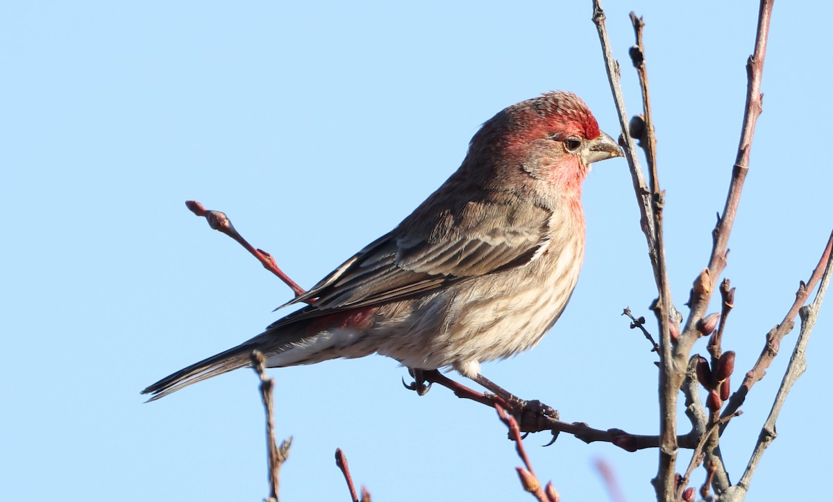 Чечевиця садова - ML647819700