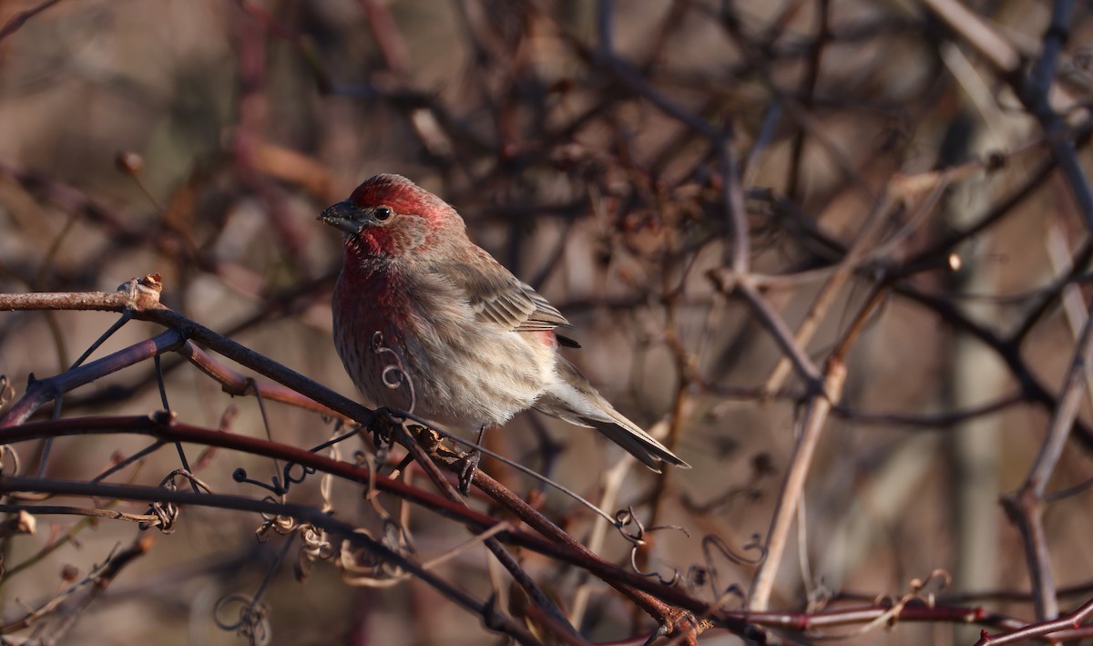 Чечевиця садова - ML647819704