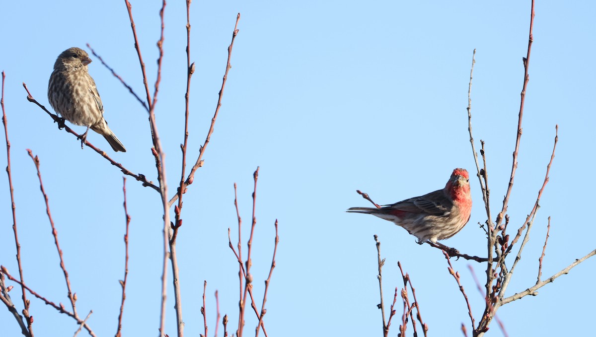 Чечевиця садова - ML647819705