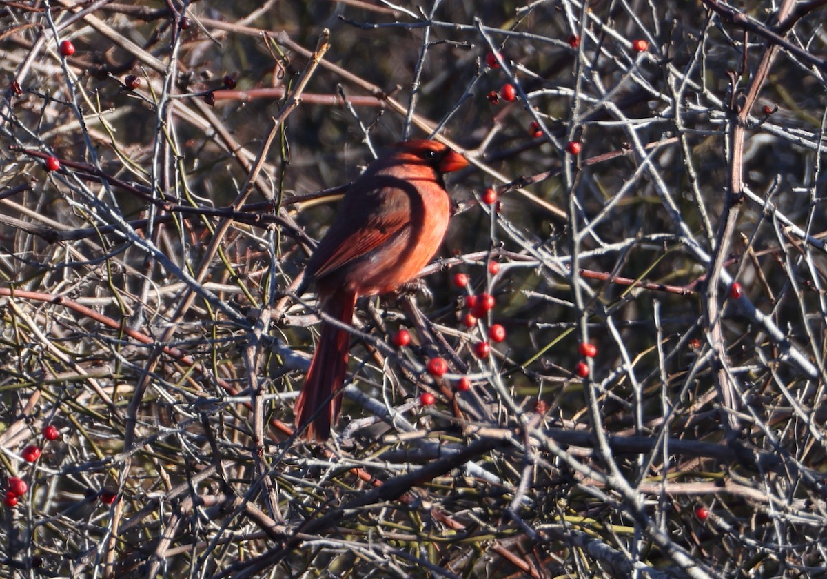 Northern Cardinal - ML647819714