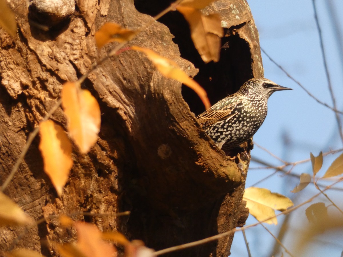 Шпак звичайний - ML647819751