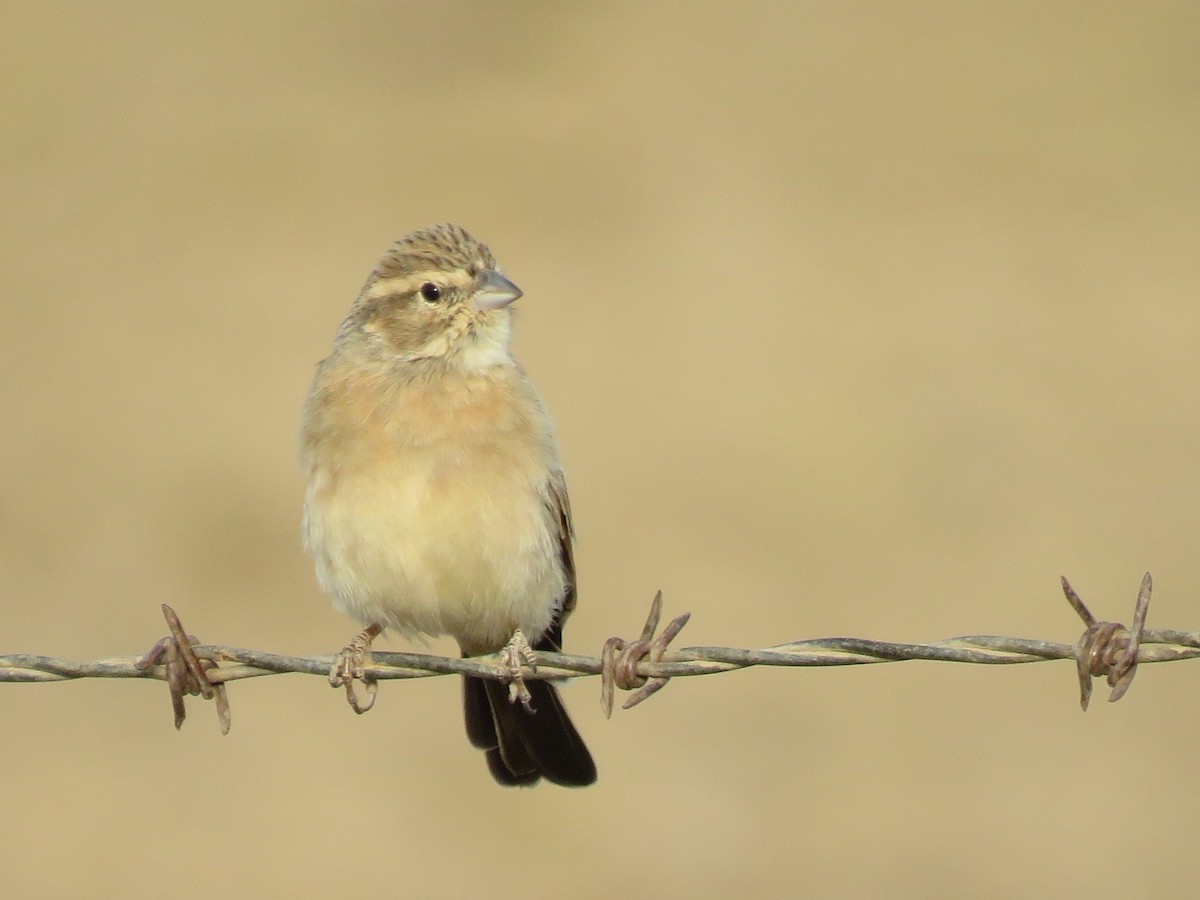 Lark-like Bunting - ML647819759