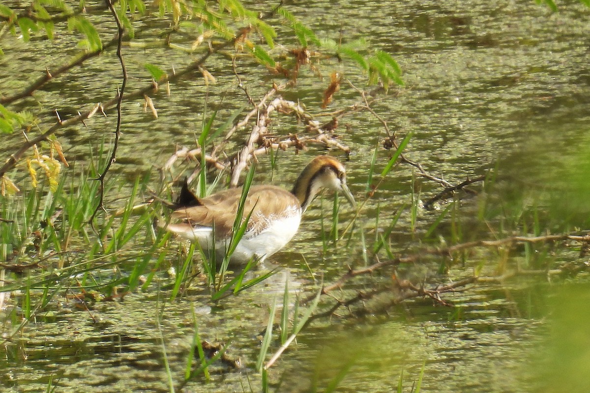 fasanbladhøne - ML647819763