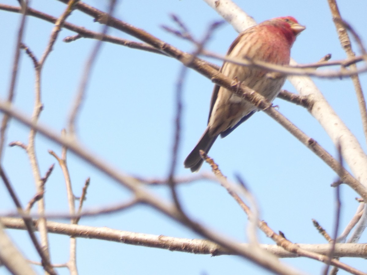 Чечевиця садова - ML647819768