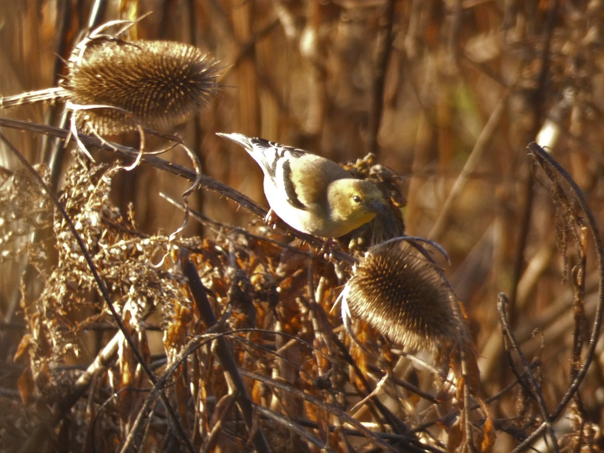 Чиж золотий - ML647819772