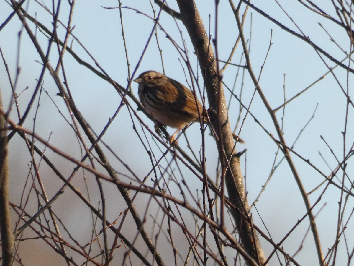 Пасовка співоча - ML647819787
