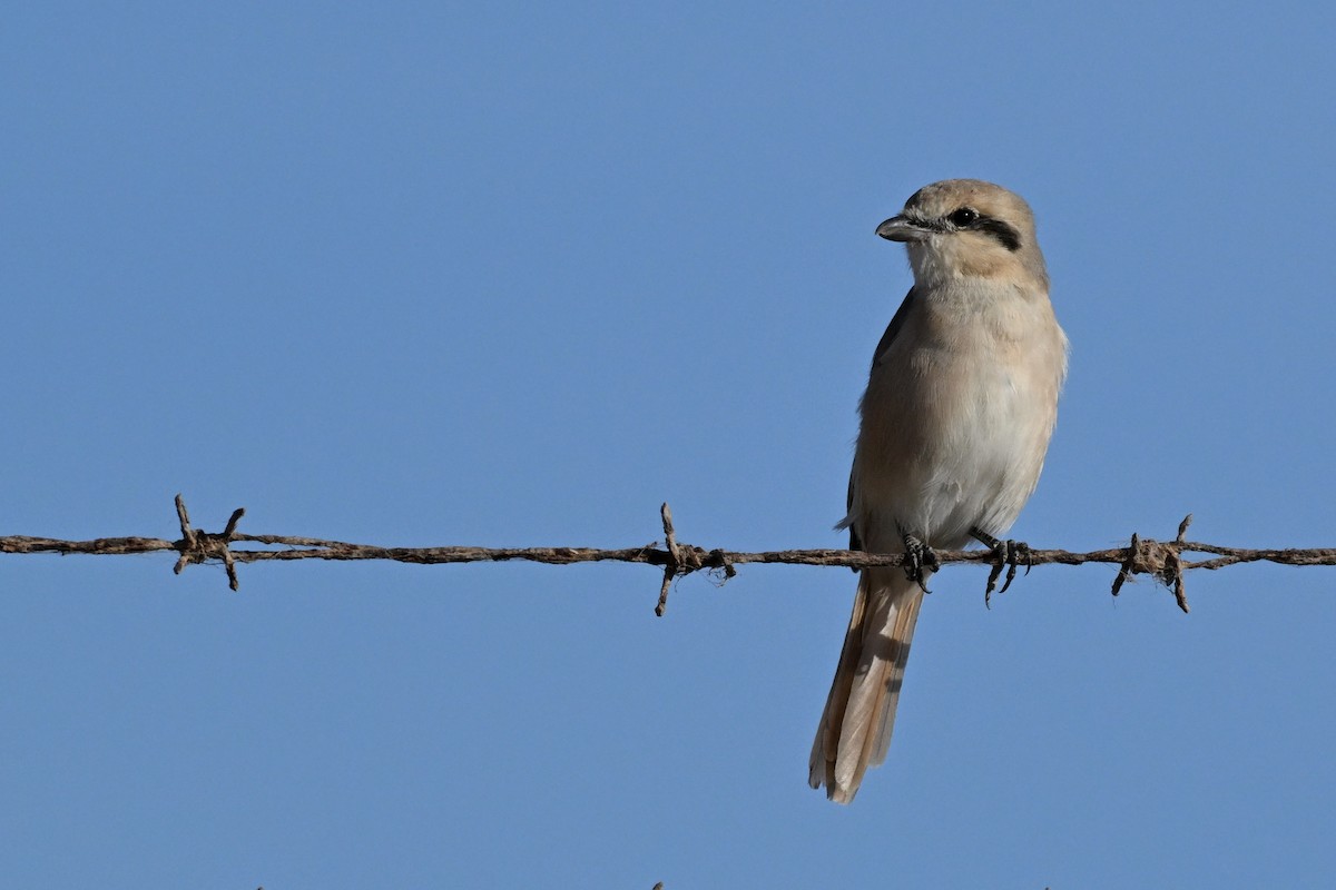 Isabellwürger - ML647819792