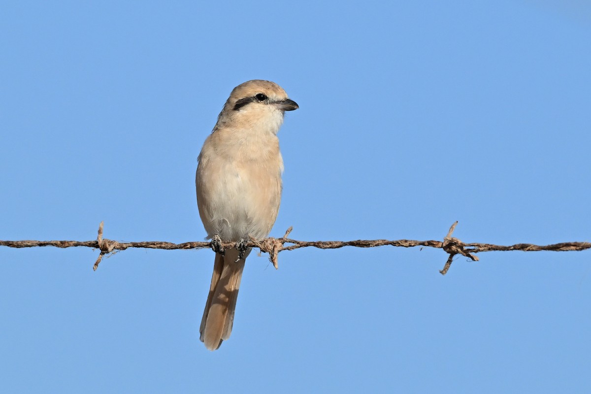 Isabellwürger - ML647819793